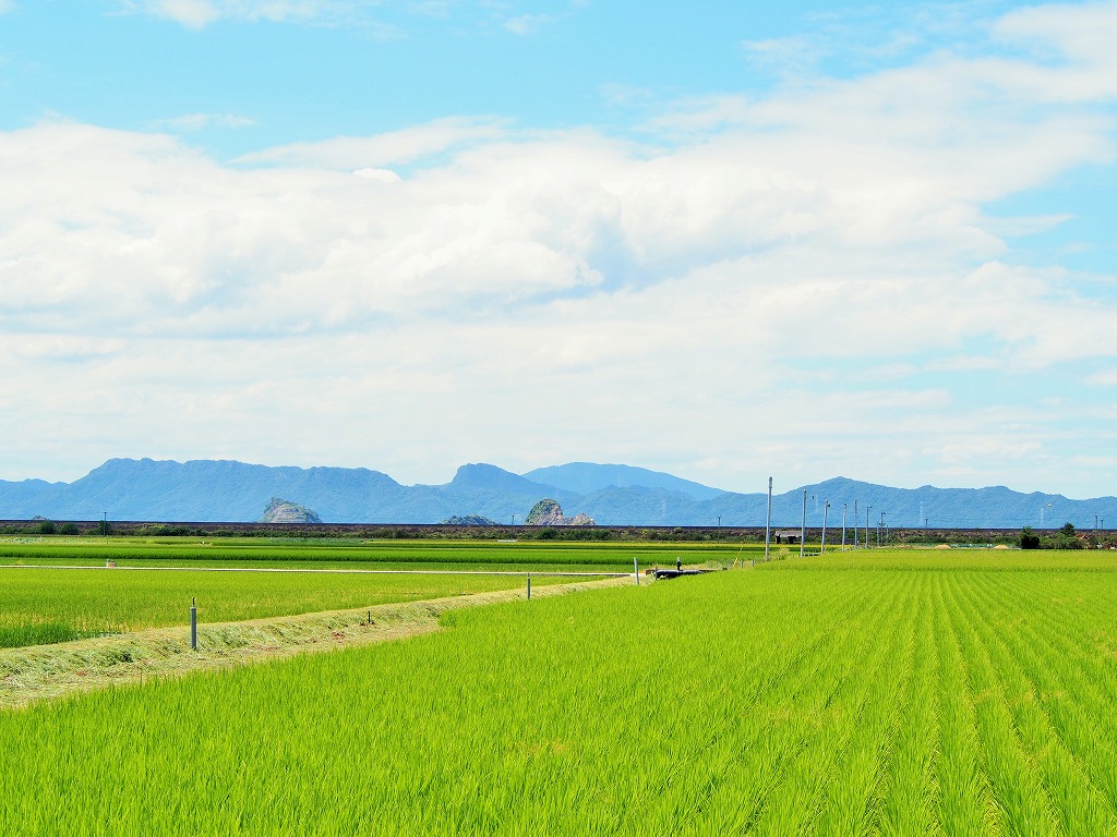 九州産自然栽培米の米ぬか(生ぬか・真空梱包) 800g｜ルーツピュアリィ オンラインショップ