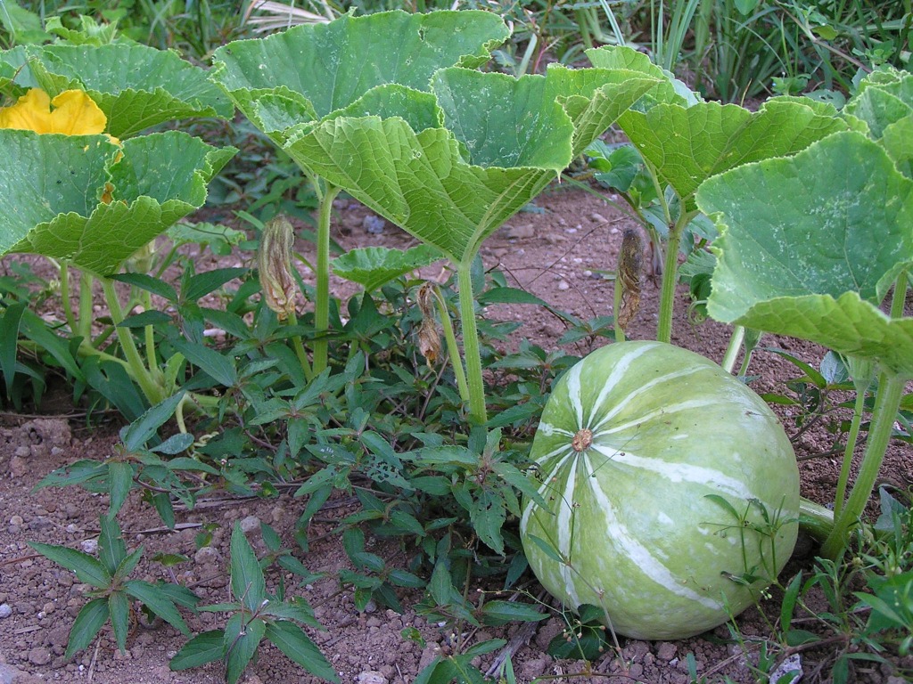 九州熊本県澤村さん自然栽培有機栽培無農薬かぼちゃ有機栽培カボチャ有機栽培南瓜