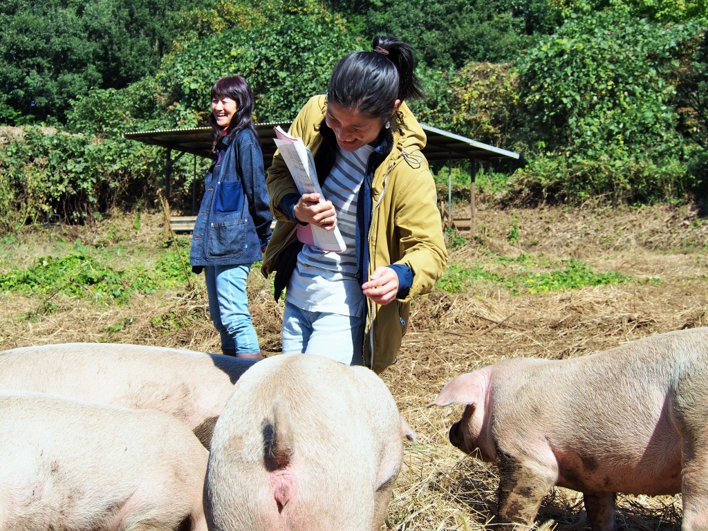 熊本県菊池市やまあい村武藤さん自然放牧走る豚・やまあい村育ち自然豚