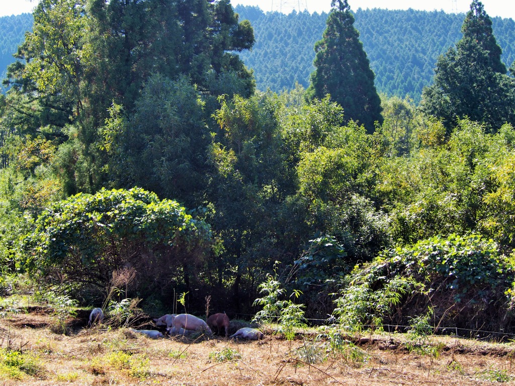 熊本県菊池市やまあい村武藤さん自然放牧走る豚・やまあい村育ち自然豚