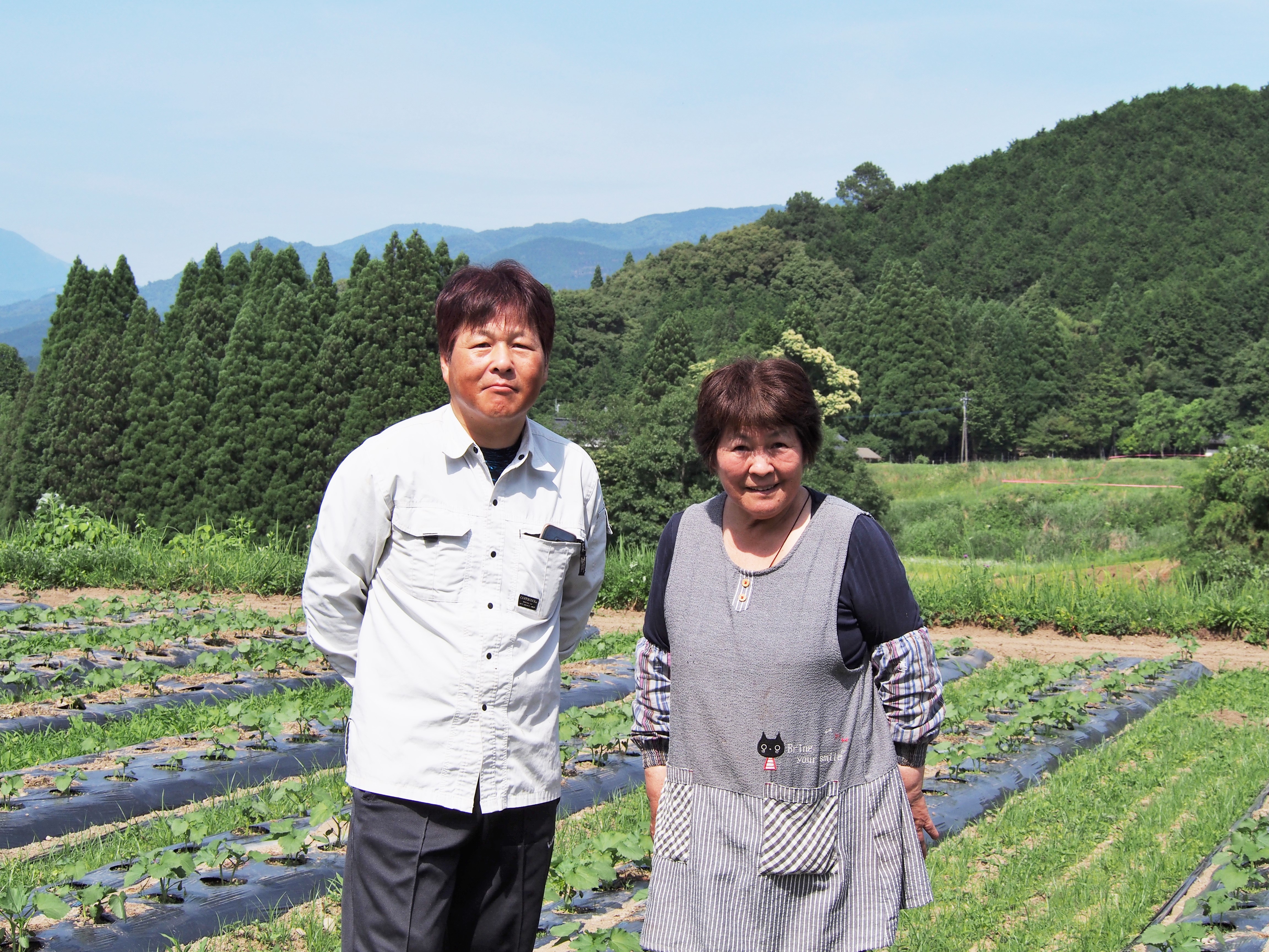 自然栽培赤芽里芋1㎏　熊本県あさぎり町 豊永佐和子さん