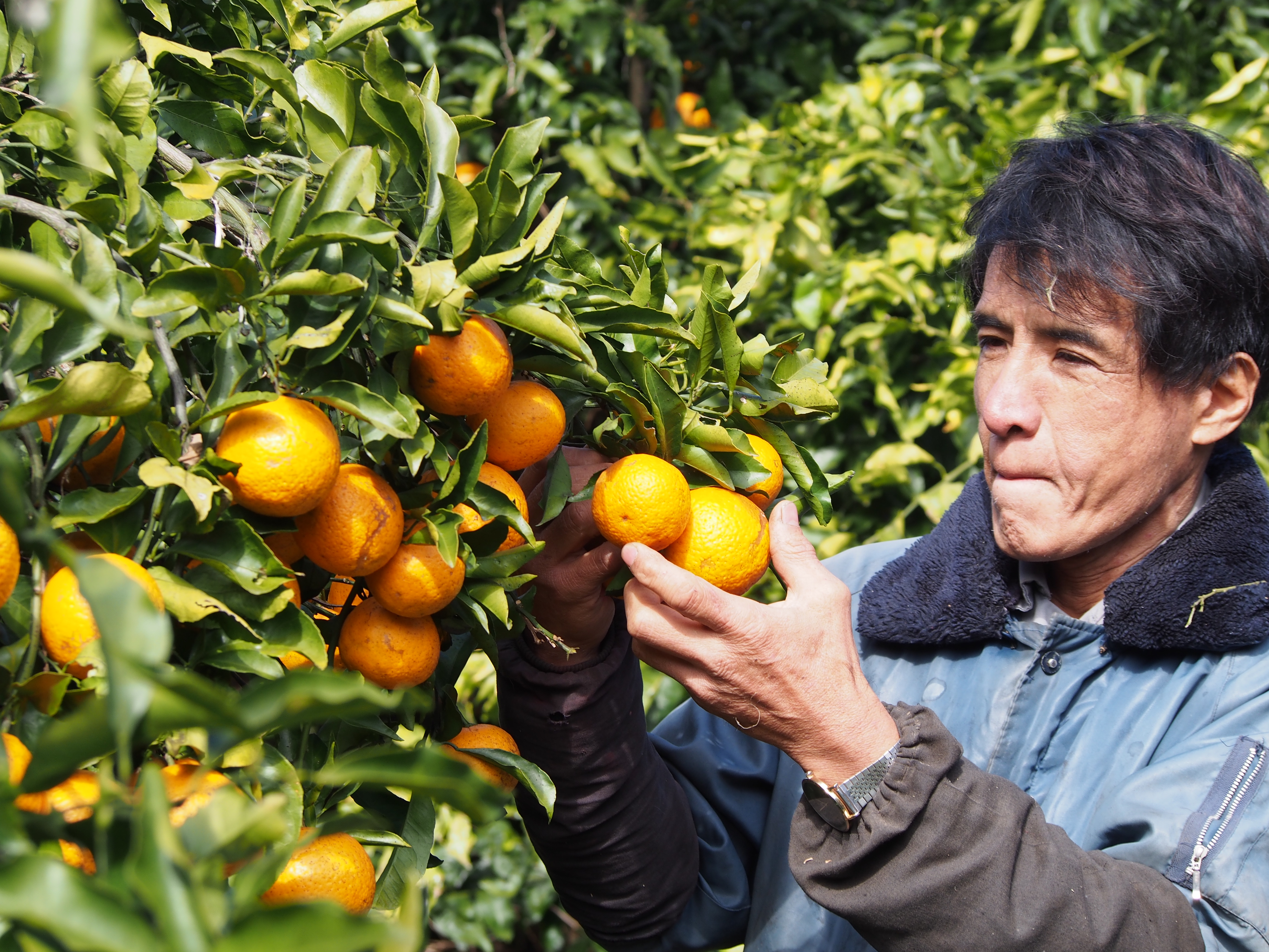 九州熊本県水俣市 福島雄治さんの自然栽培ネーブル オレンジ