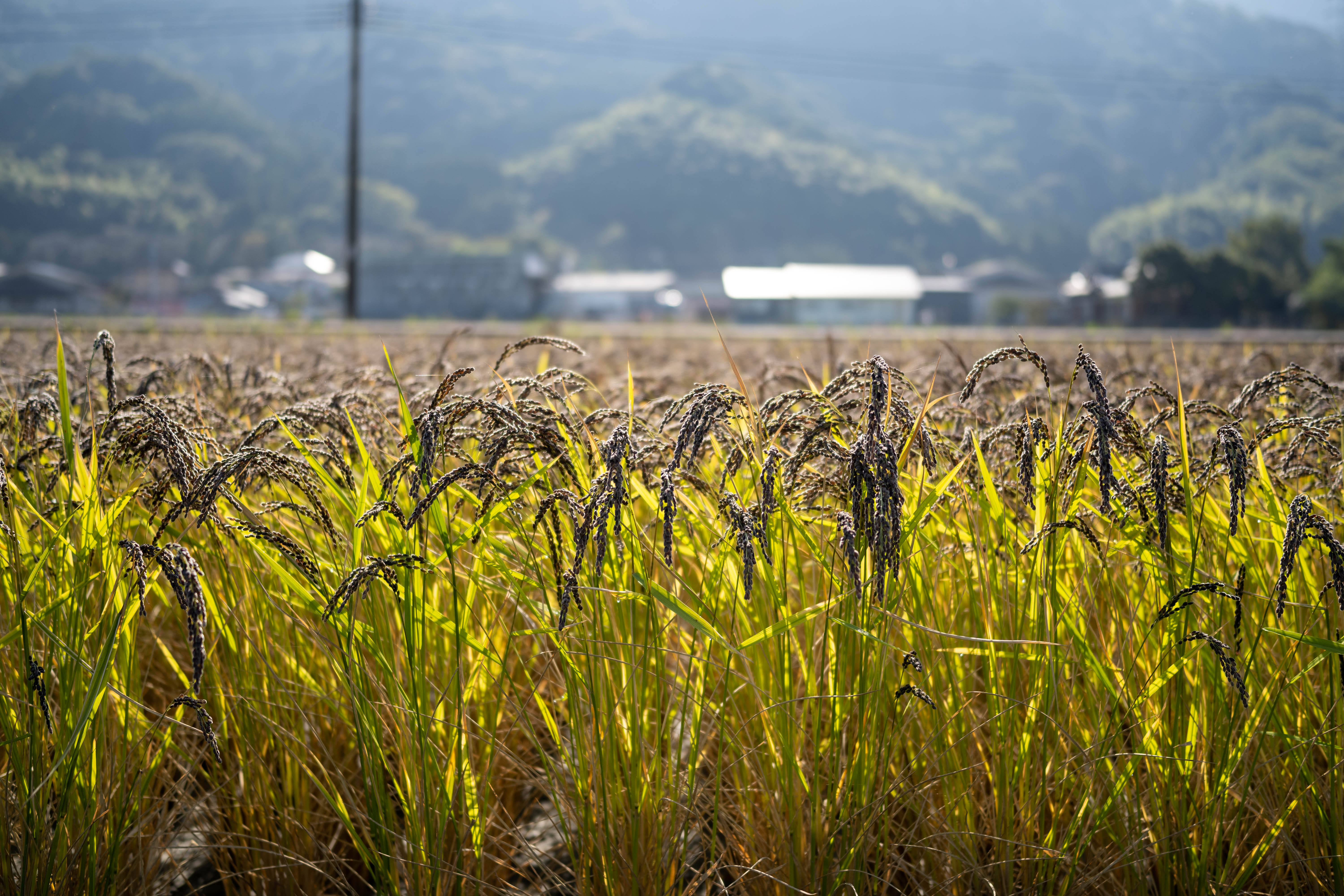 自然栽培農家稲本さんのもち米